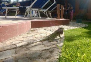 iguana-venezuela